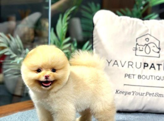 Teacup Pomerani̇an Boo Yavrulari görsel