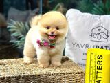 Teacup Pomerani̇an Boo Yavrulari