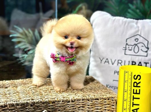 Teacup Pomerani̇an Boo Yavrulari görsel