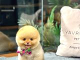 Teacup Pomerani̇an Boo Yavrulari