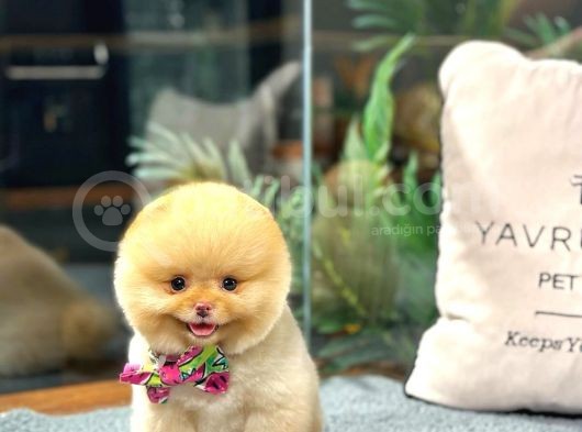 Teacup Pomerani̇an Boo Yavrulari görsel