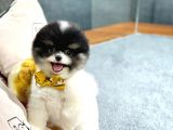 SİYAH BEYAZ PANDA POMERANİAN DAHA İYİSİ YOK
