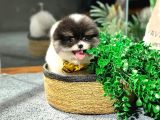 Si̇yah Beyaz Panda Pomerani̇an Daha İyi̇si̇ Yok