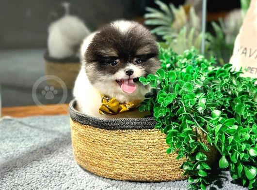 Si̇yah Beyaz Panda Pomerani̇an Daha İyi̇si̇ Yok görsel