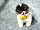 Si̇yah Beyaz Panda Pomerani̇an Daha İyi̇si̇ Yok