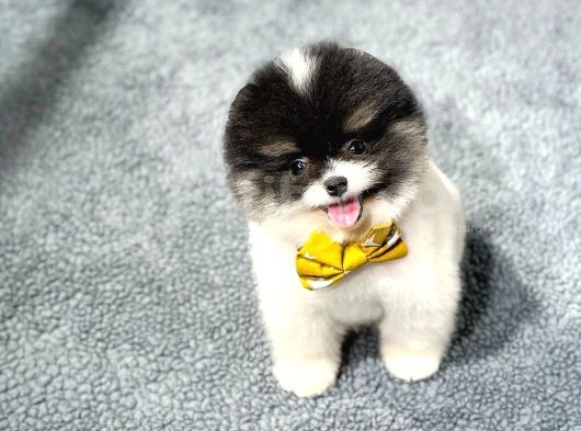 Si̇yah Beyaz Panda Pomerani̇an Daha İyi̇si̇ Yok görsel