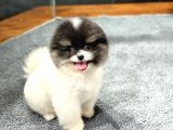 Si̇yah Beyaz Panda Pomerani̇an Daha İyi̇si̇ Yok