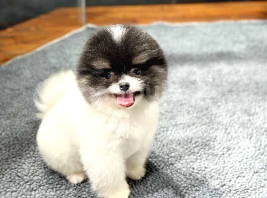 Si̇yah Beyaz Panda Pomerani̇an Daha İyi̇si̇ Yok görsel