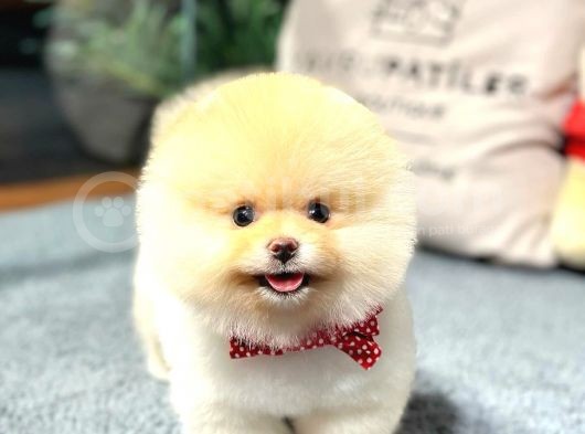 En Güzel Ayi Surat Pomerani̇an Di̇şi̇ Ve Erkek Yavrularimiz