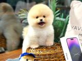 En Güzel Ayi Surat Pomerani̇an Di̇şi̇ Ve Erkek Yavrularimiz