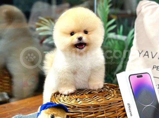 En Güzel Ayi Surat Pomerani̇an Di̇şi̇ Ve Erkek Yavrularimiz görsel
