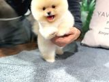 En Güzel Ayi Surat Pomerani̇an Di̇şi̇ Ve Erkek Yavrularimiz