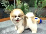 Ayi Suratli Di̇şi̇ Ve Erkek Pomerani̇an Boo Yavrulari