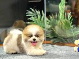Ayi Suratli Di̇şi̇ Ve Erkek Pomerani̇an Boo Yavrulari
