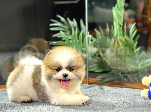 Ayi Suratli Di̇şi̇ Ve Erkek Pomerani̇an Boo Yavrulari görsel