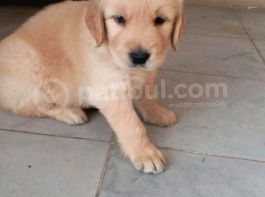Golden Yavrularimiz görsel