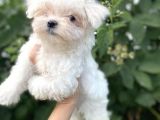 Antialerjik Maltese Bebekler