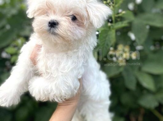 Antialerjik Maltese Bebekler görsel