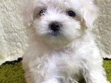 Antialerjik maltese bebekler