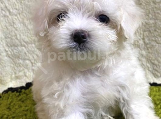 Antialerjik Maltese Bebekler