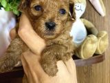 Teacup Maltipo Bebekler
