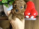 Teacup maltipo bebekler