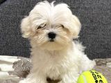 Tüy Dökmeyen maltese bebekler
