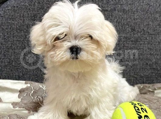 Tüy Dökmeyen Maltese Bebekler