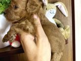 Teacup Maltipo Bebekler