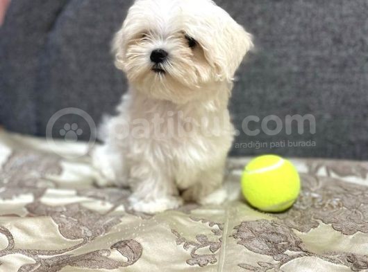 Tüy Dökmeyen Maltese Bebekler görsel