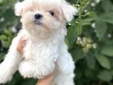 Antialerjik Maltese Bebekler