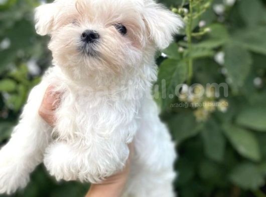 Antialerjik Maltese Bebekler görsel