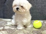 Tüy Dökmeyen Maltese Bebekler