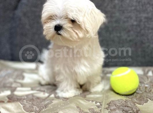 Tüy Dökmeyen Maltese Bebekler görsel