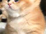 A kalite SAFKAN BRİTİSH SHORTHAİR GOLDEN  yavrular