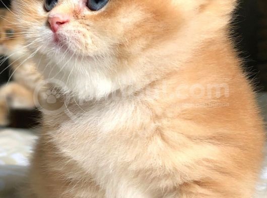 A Kalite Safkan Bri̇ti̇sh Shorthai̇r Golden  Yavrular