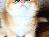 A Kalite Safkan Bri̇ti̇sh Shorthai̇r Golden  Yavrular
