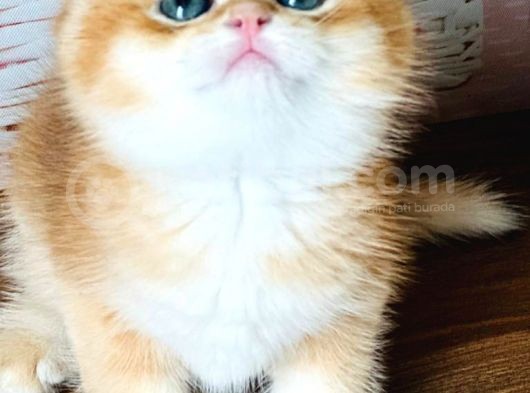 A Kalite Safkan Bri̇ti̇sh Shorthai̇r Golden  Yavrular görsel