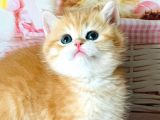 A Kalite Safkan Bri̇ti̇sh Shorthai̇r Golden  Yavrular