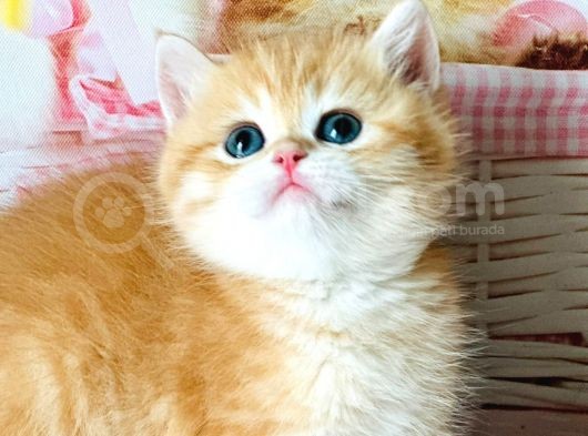 A Kalite Safkan Bri̇ti̇sh Shorthai̇r Golden  Yavrular görsel