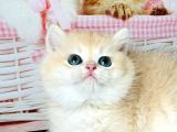 A Kalite Safkan Bri̇ti̇sh Shorthai̇r Golden  Yavrular