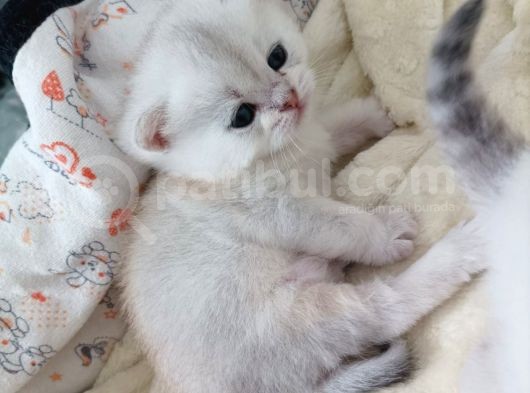 Yaramaz Yavrular Yeni Yuvalarını Bekliyor görsel