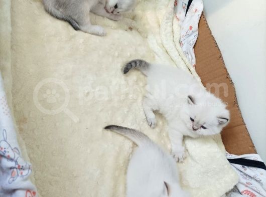Yaramaz Yavrular Yeni Yuvalarını Bekliyor