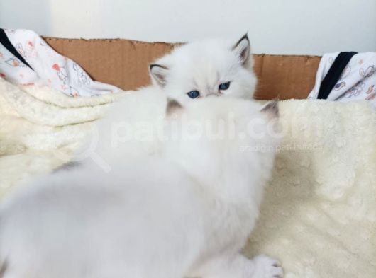 Yaramaz Yavrular Yeni Yuvalarını Bekliyor görsel