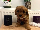 Üst Kalite Güzeller Güzeli Maltipoo Yavrular