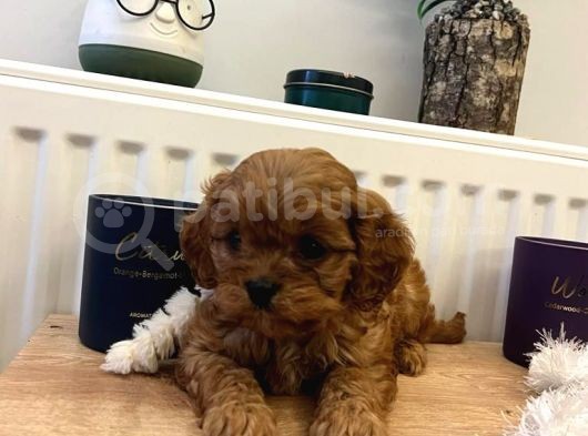Üst Kalite Güzeller Güzeli Maltipoo Yavrular görsel