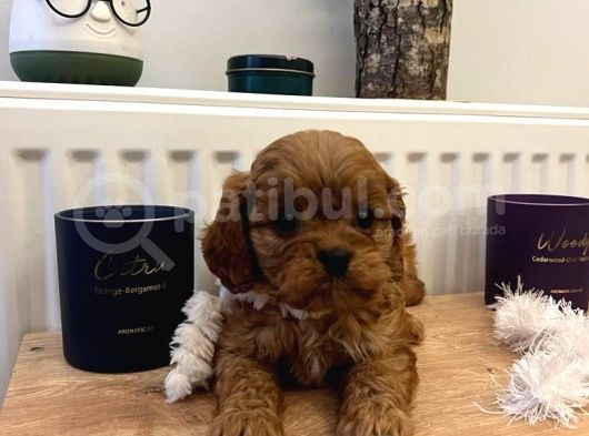 Üst Kalite Güzeller Güzeli Maltipoo Yavrular