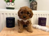 Üst Kalite Güzeller Güzeli Maltipoo Yavrular