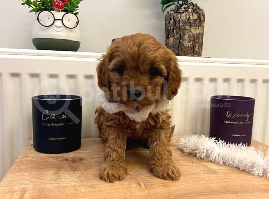 Üst Kalite Güzeller Güzeli Maltipoo Yavrular görsel