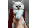 Özel 2 Aylık British Shorthair Yavrularımız Sıcak Bir Yuva Arıyor